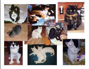 mycats.jpg