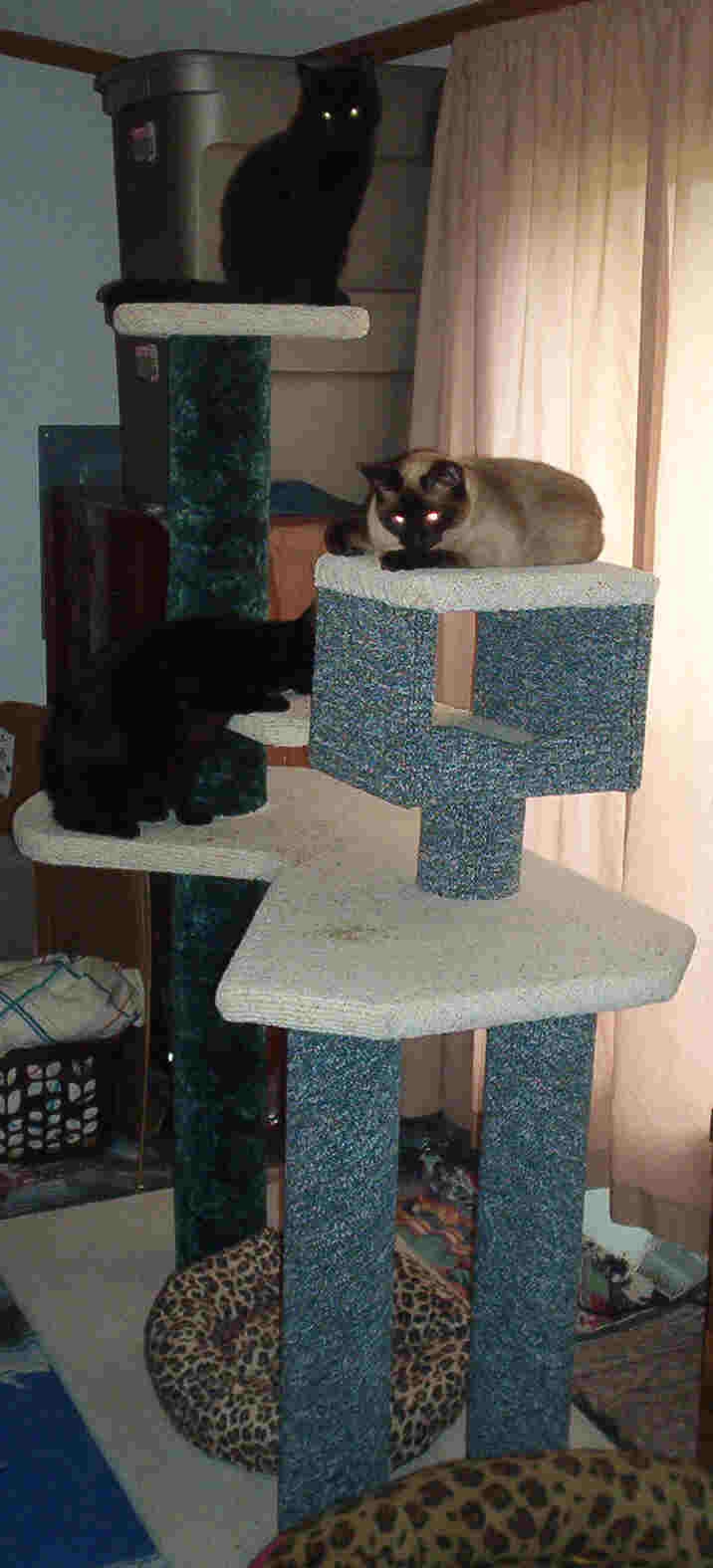 cattree2.jpg