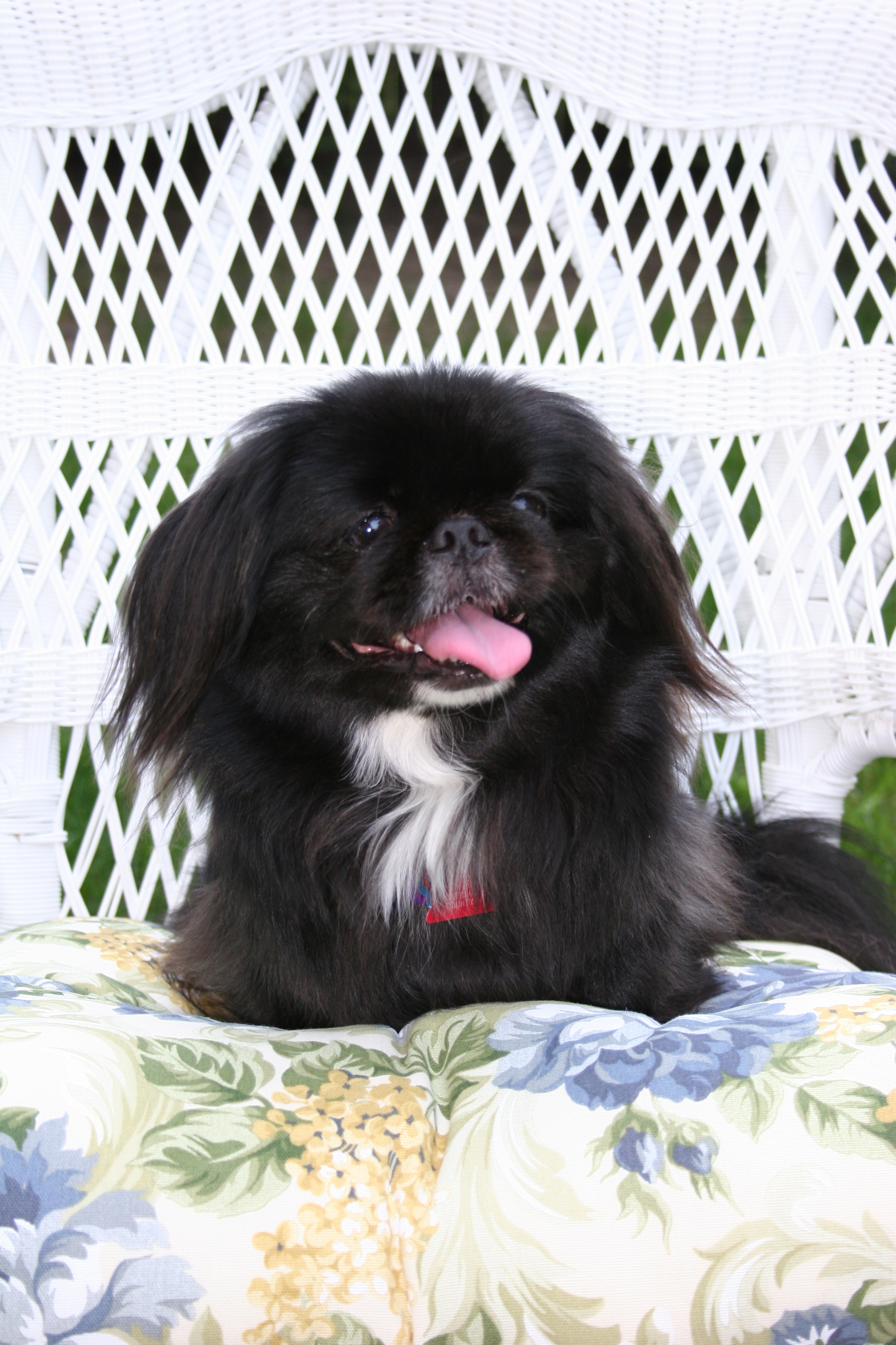 gizmo2.jpg