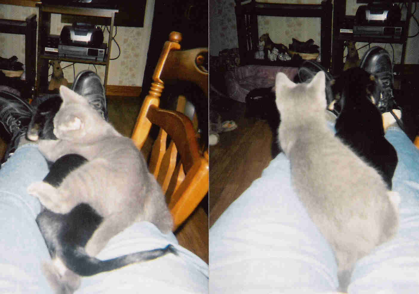 pixietaz.jpg